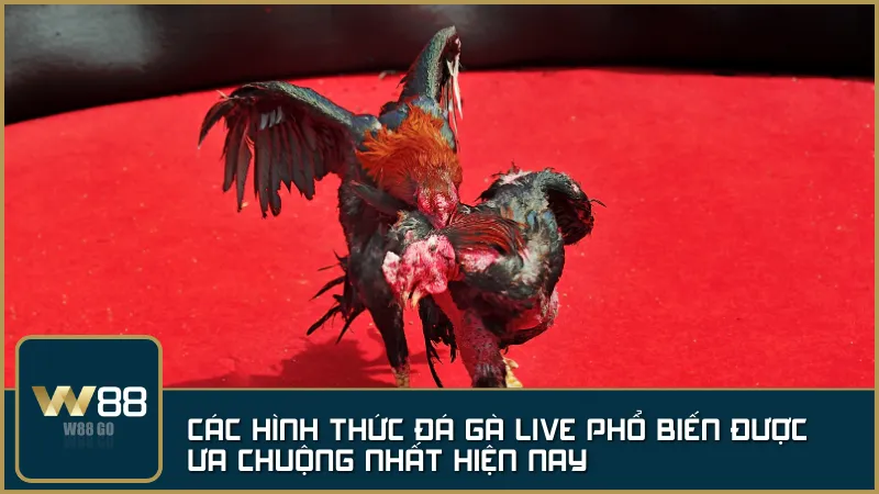 Sức mạnh và tốc độ lên ngôi trong những trận Đá Gà cựa dao tại W88