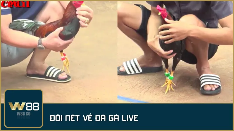 Trải nghiệm cảm giác như đang đứng giữa trường gà thực thụ với Đá Gà Live tại W88